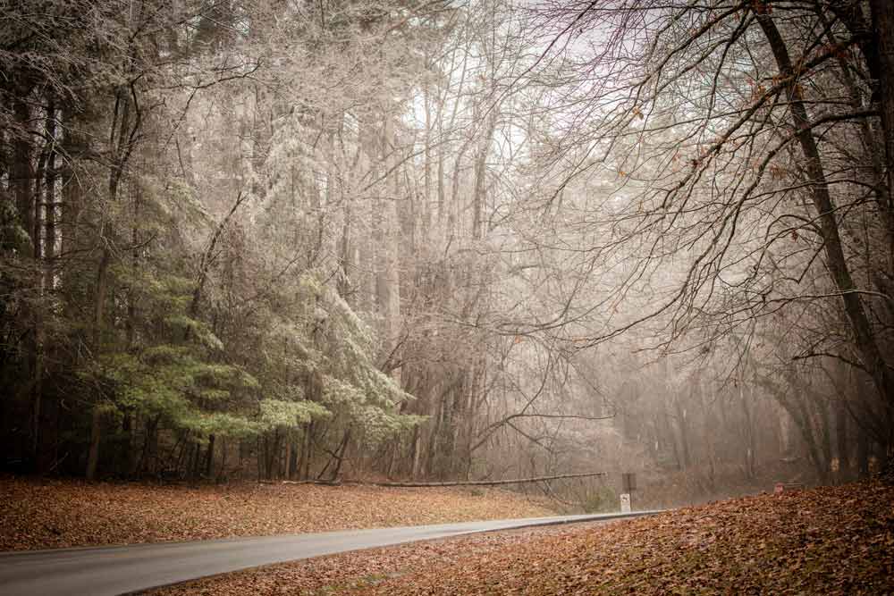 Frosty trees surrounding road