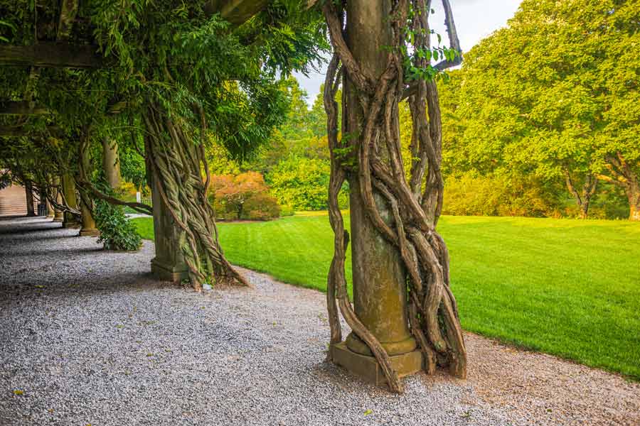 vines twisted around pillars