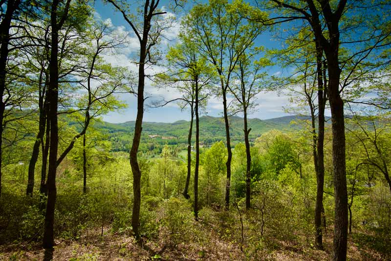 mountain forest in the spring