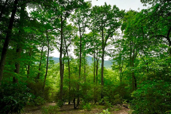 wooded lot in mountains