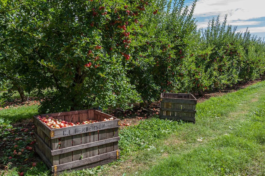 hendersonville orchard